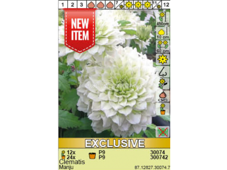 Клематис Manju - 1 брой