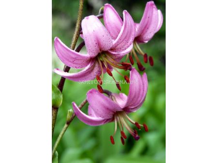 Лилиум/ Lilium species martagon - 1 бр. - 1