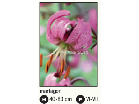 Лилиум/ Lilium species martagon - 1 бр. - 2