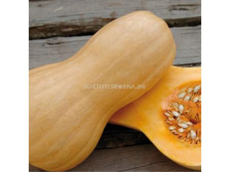 Тиква Матилда F1 - Matilda F1 - 500 бр. семена