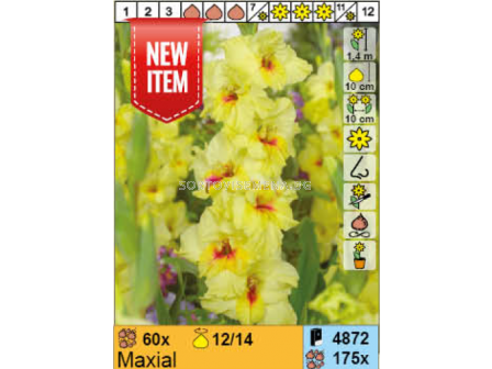 Гладиол Maxial/ Gladiolus - 1 брой