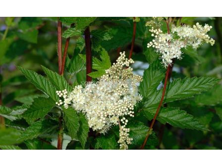 Обикновено орехче / Filipendula Alba / 1 бр