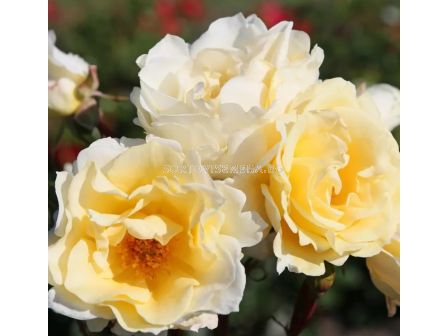 Роза Mentor®-Rose (роза флорибунда) - Kordes- 1 брой - 4