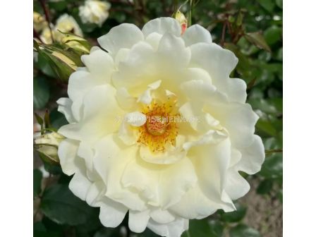 Роза Mentor®-Rose (роза флорибунда) - Kordes- 1 брой - 1