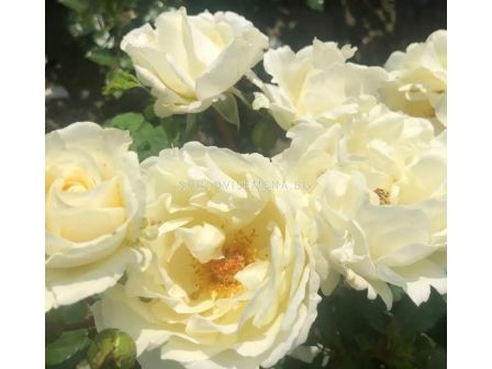 Роза Mentor®-Rose (роза флорибунда) - Kordes- 1 брой - 5