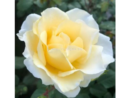 Роза Mentor®-Rose (роза флорибунда) - Kordes- 1 брой - 2