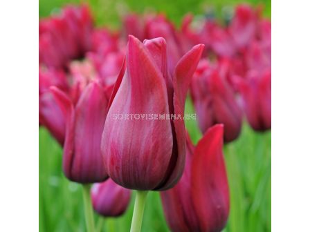 Лале /Tulip lily-flowered Merlot/ 1 бр