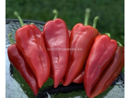 НОВО! Семена пипер капия Известен48-Meshur48 F1- 500 бр. семена - 1