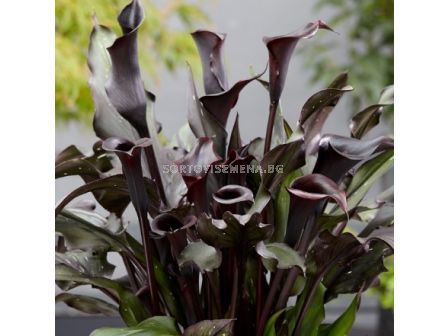 Кала Memories - 1 бр.