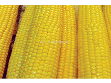 Семена супер сладка царевица Месинджер F1 - 100 000 семена