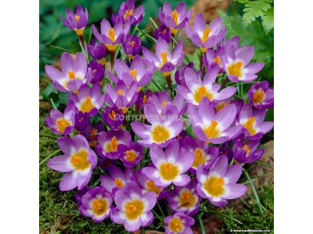 Минзухар  tricolor - Crocus tricolor