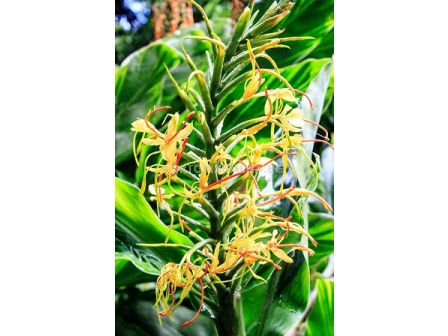 Хедихиум - Hedychium gardnerianum - 1бр