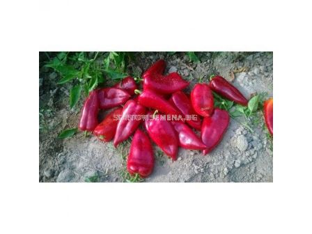 Семена пипер NAVIGATOR F1- ZKI - 5000 семена