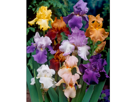 Ирис германика микс/ Iris germanica mixed - 1 брой