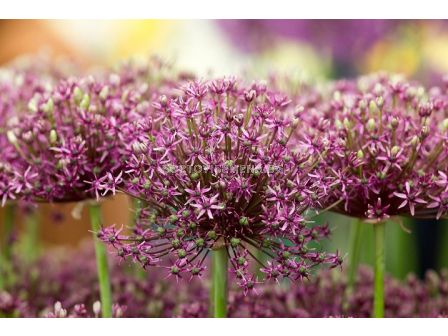 Декоративен лук Miami - 1 бр.