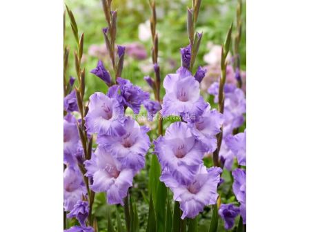 Гладиол large-flowered 'Milka'12/14 - 1 бр.