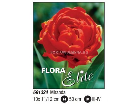 Лале double late Miranda - Пакет: 1 оп. -  10 бр. - sortovisemena.bg Лале double late Miranda - Пакет: 1 оп. -  10 бр.