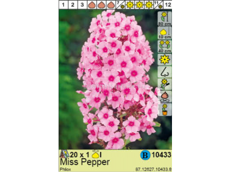 Флокс Miss Pepper / Phlox - 1 брой