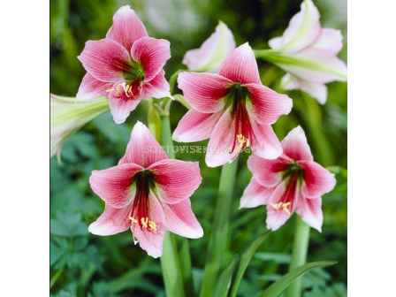 Амарилис Misty- 1 брой