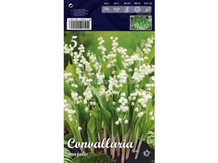 Момина сълза (Convallaria majalis) Бяла