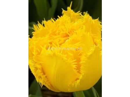 Лале/ Tulipa Mon Amour - 1 бр.