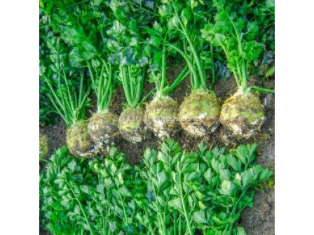 Семена Целина Monarch - 10 000 сем - AGRIS