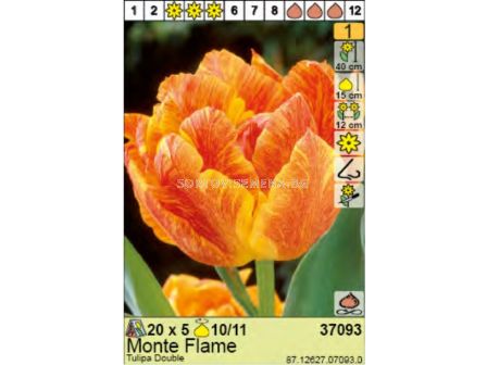 Лале/ Tulipa Monte Flame - Пакет: 1 оп. - 5 бр.