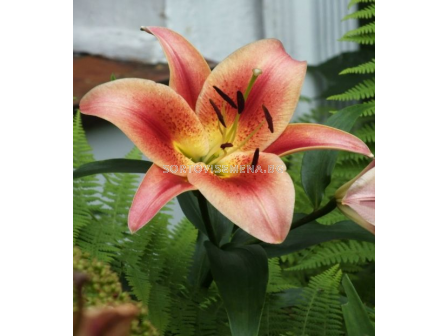 Лилиум Montego Bay/ Lilium ot-hybrids - 1 брой
