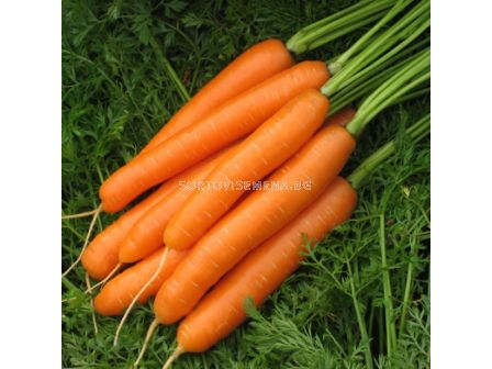 Семена моркови Карвейо