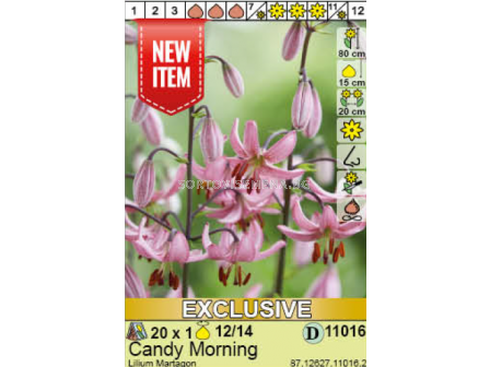 Лилиум Candy Morning/ Lilium martagon - 1 брой