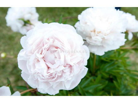 Божур Paeonia mothers choice/ Peony - 1 бр.