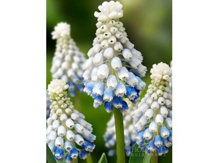 Мускари/ Muscari Mountain Lady - 1 бр.