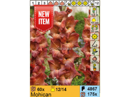 Гладиол Mohican - 1 брой