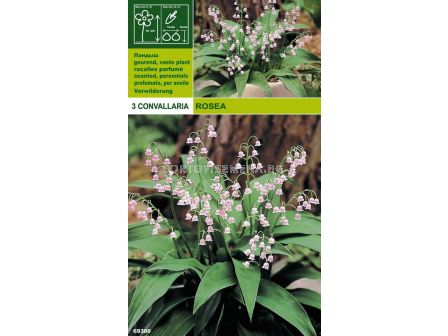 Момина сълза розова (Convallaria rosea) - 3бр