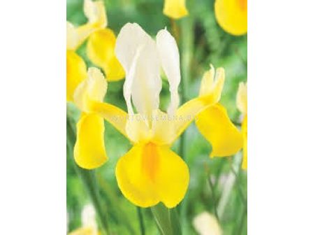 Ирис dutch Montecito - 1 бр.