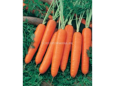 Семена моркови Baladis`SG - carrots Baladis`SG