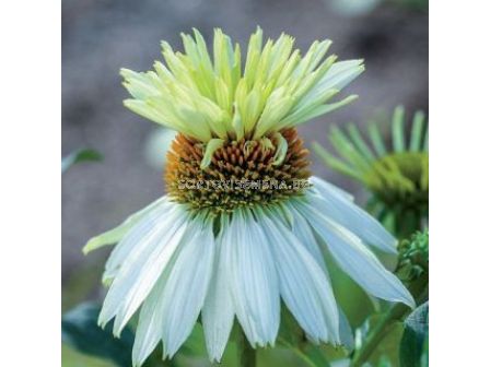 Ехинацея Moont Hood / 1 бр