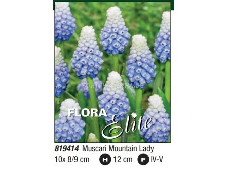 Мускари Mountain Lady: Пакет: 1 оп.- 10 бр. - sortovisemena.bg Мускари Mountain Lady: Пакет: 1 оп.- 10 бр.