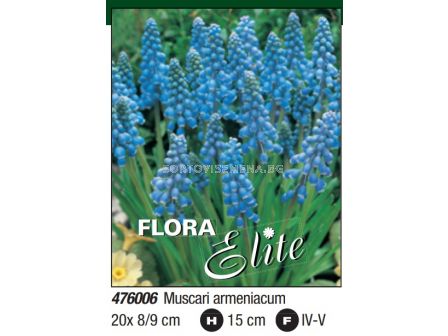 Мускари/ Muscari armeniacum - Пакет: 1 оп. - 20 бр.
