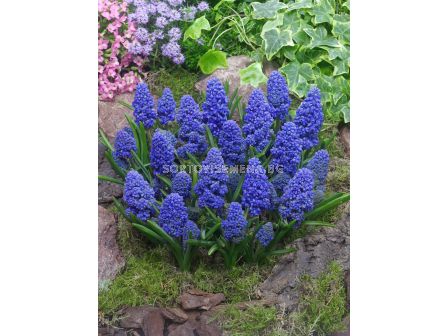 Мускари/ Muscari armeniacum Blue Spike - 1 бр.