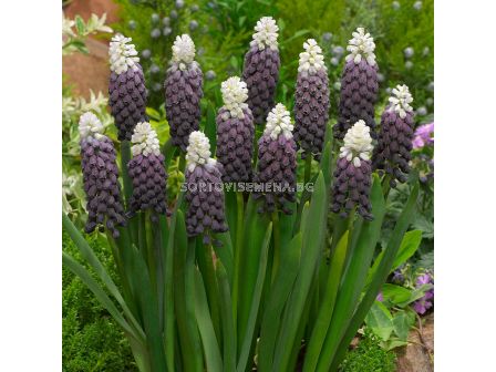 Мускари/ Muscari latifolium Grape Ice - 1 бр.