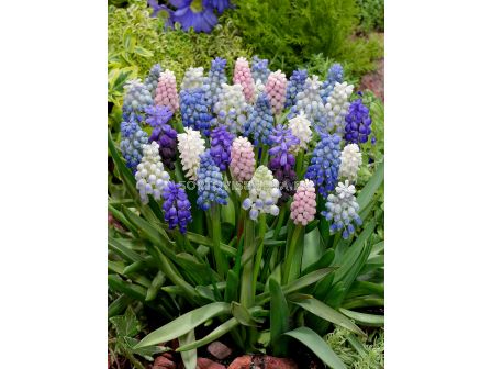 Мускари/ Muscari mixed -1 бр.
