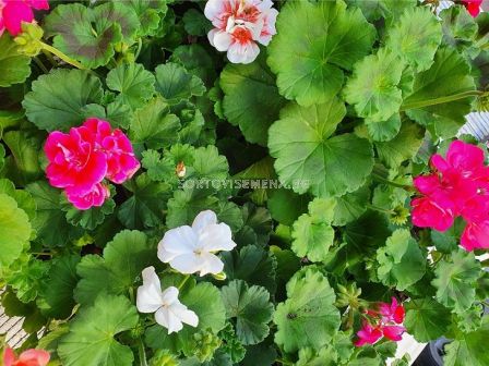 Мушкато Калиопе стелещо каскадно - (разсад) - 3