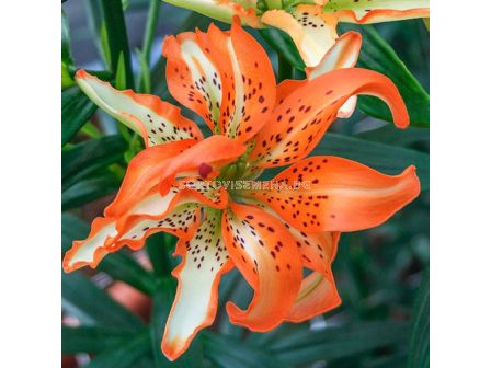 Лилиум азиатски Must See/ Lilium asiatic 'Must See - 1 бр.