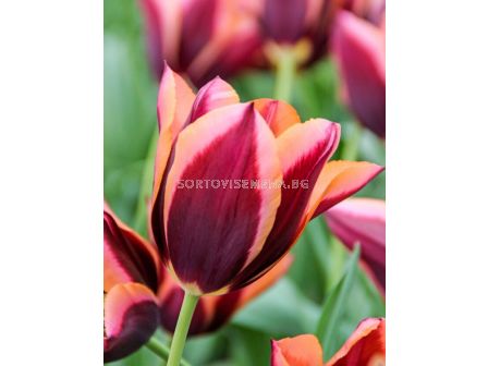 Лалета Muvota (7 луковици) - Tulips Muvota (7 bulbs) - 1 оп - 7 луковици