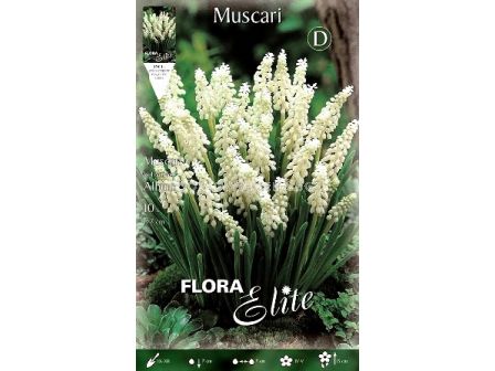 Мускари бели (Muscari botrioides album)