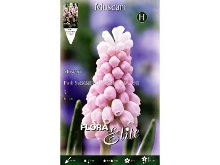 Мускари Pink Sunrise (1 по - 5 луковици)