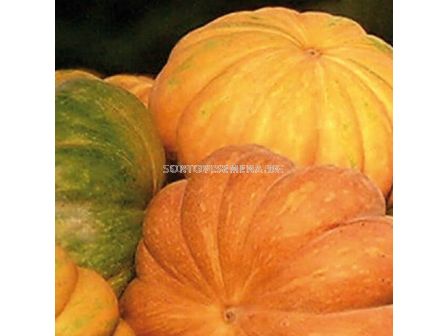 Семена Тиква Muscat de Provence