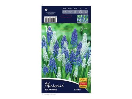 Мускари Blue and White