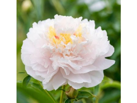 Божур/ HYBRID PAEONIA My Love - 1 бр.